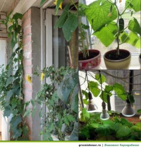 Growing cucumbers on the balcony