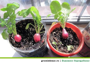 Growing radishes on a windowsill