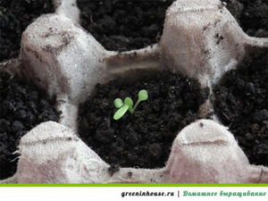 Growing petunias from seed