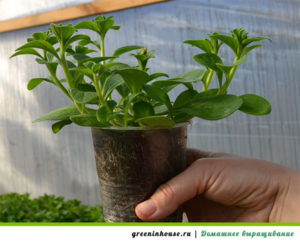 Growing petunia seedlings at home