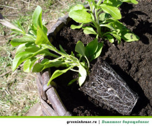 Planting petunias in the ground