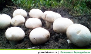 Champignons in the open ground