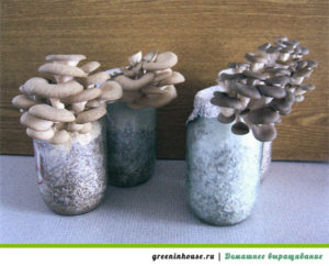 Growing oyster mushrooms in jars