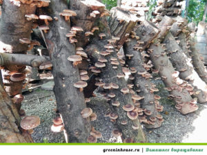 Cultivation of the beech mushroom on logs