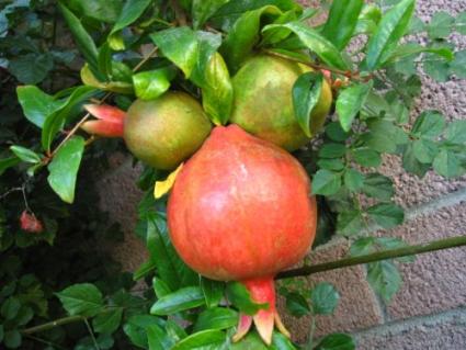 care of the indoor pomegranate 