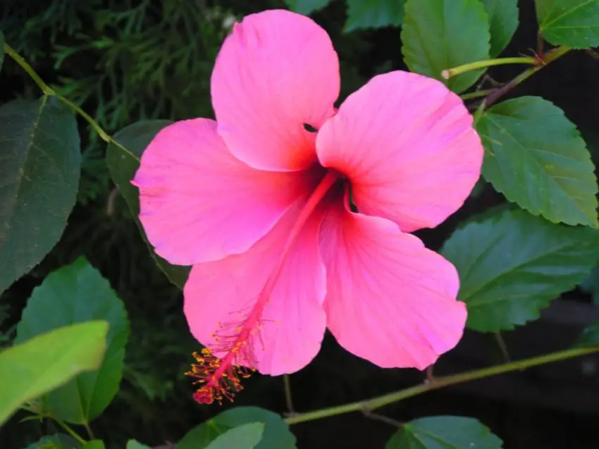 How to feed Hibiscus arborescens