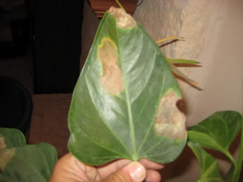 How to transplant an anthurium at home