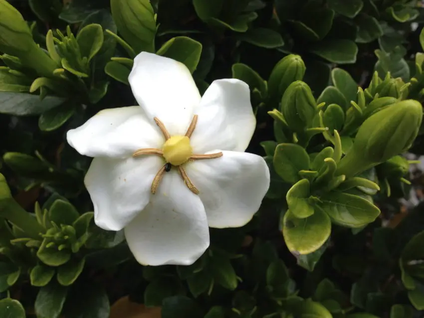 jasmine gardenia