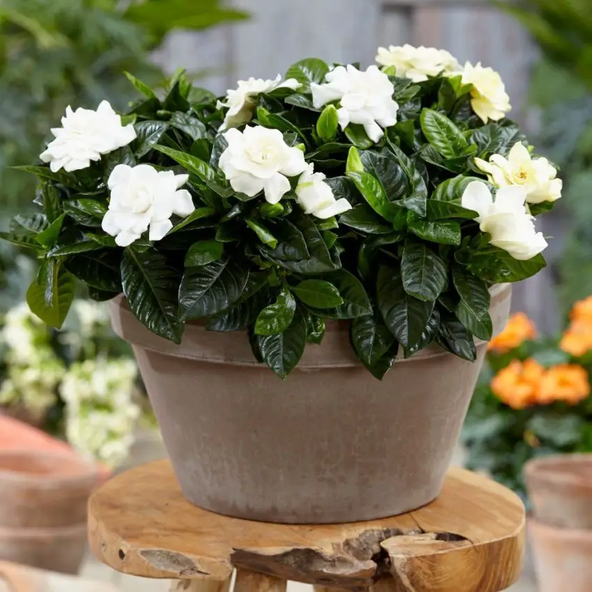 Growing and caring for gardenia jasmine in the home