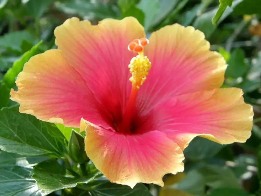 Why do hibiscus leaves turn yellow?