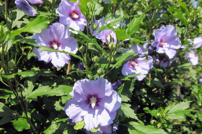 garden hibiscus