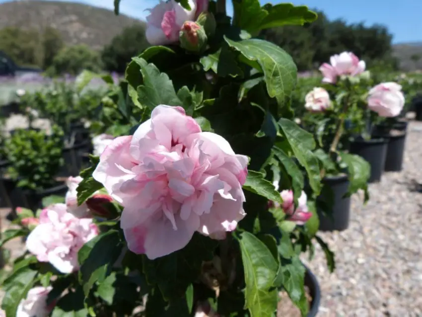 Planting and caring for garden hibiscus