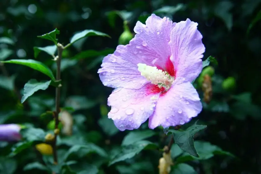 Planting and caring for garden hibiscus