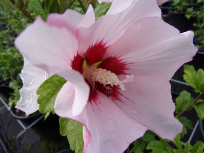 garden hibiscus