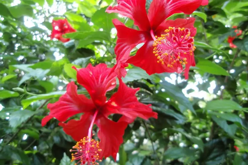 Garden hibiscus planting