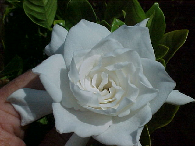 Gardenia jasmine care at home