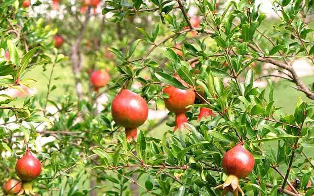 How to plant a pomegranate