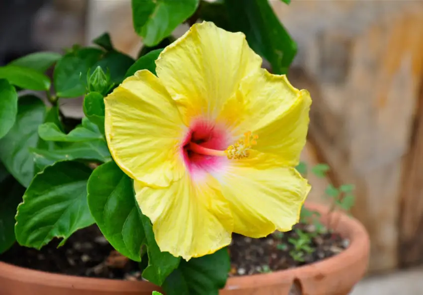 hibiscus