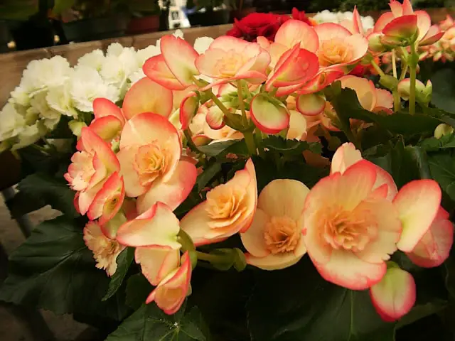 begonia cultivation