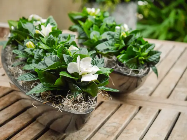 Growing and caring for gardenia jasmine in the home