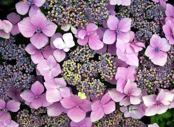 Hydrangea varieties