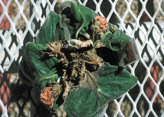 gloxinia diseases