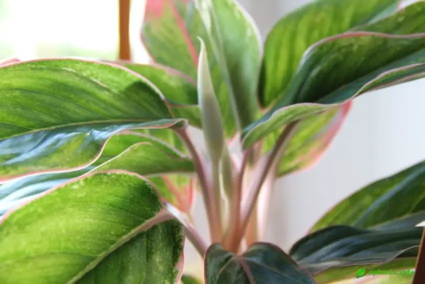 painted aglaonema