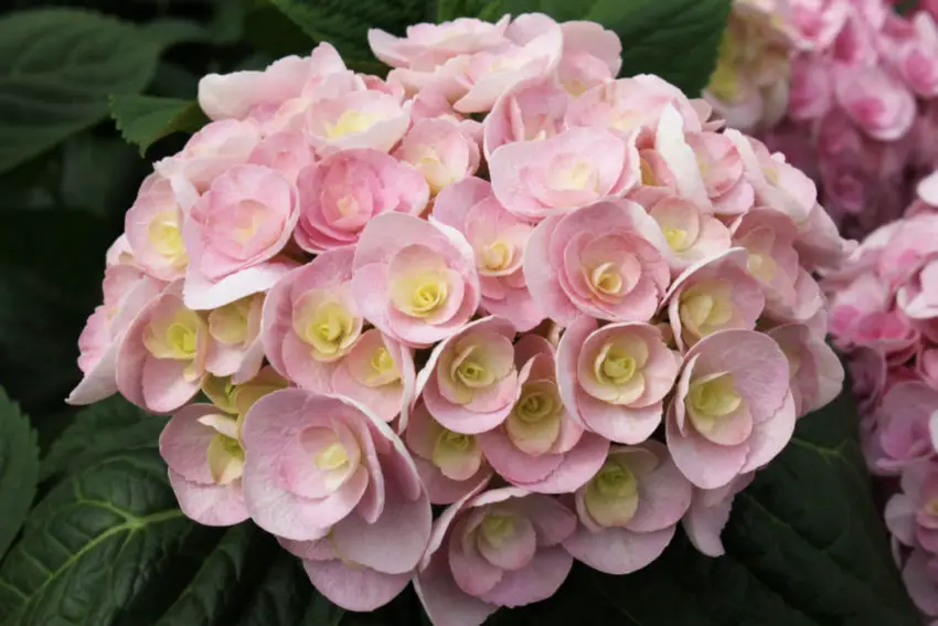 Where to plant hydrangeas