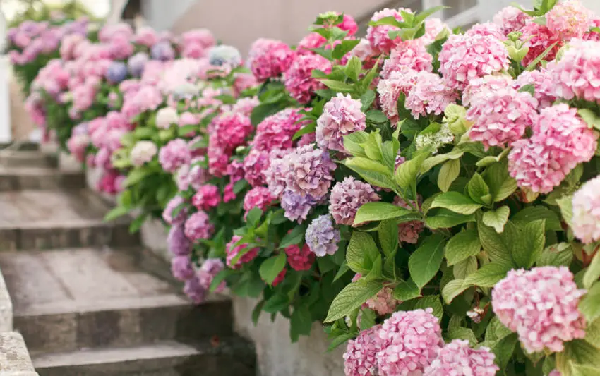 Hydrangea soil 