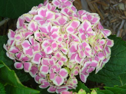 Hydrangea varieties