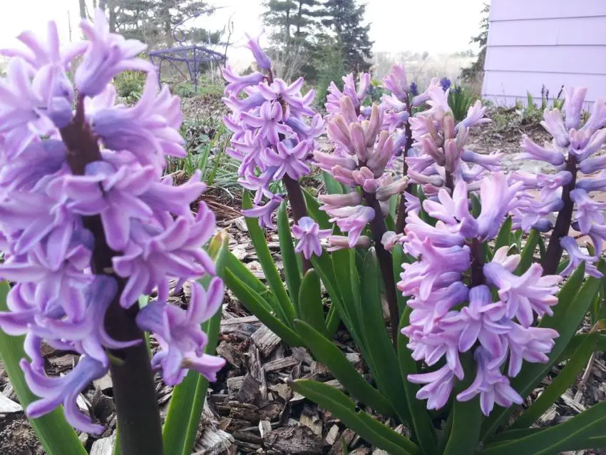 When to dig up hyacinths after flowering 