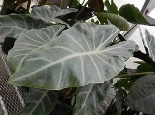 alocasia plant