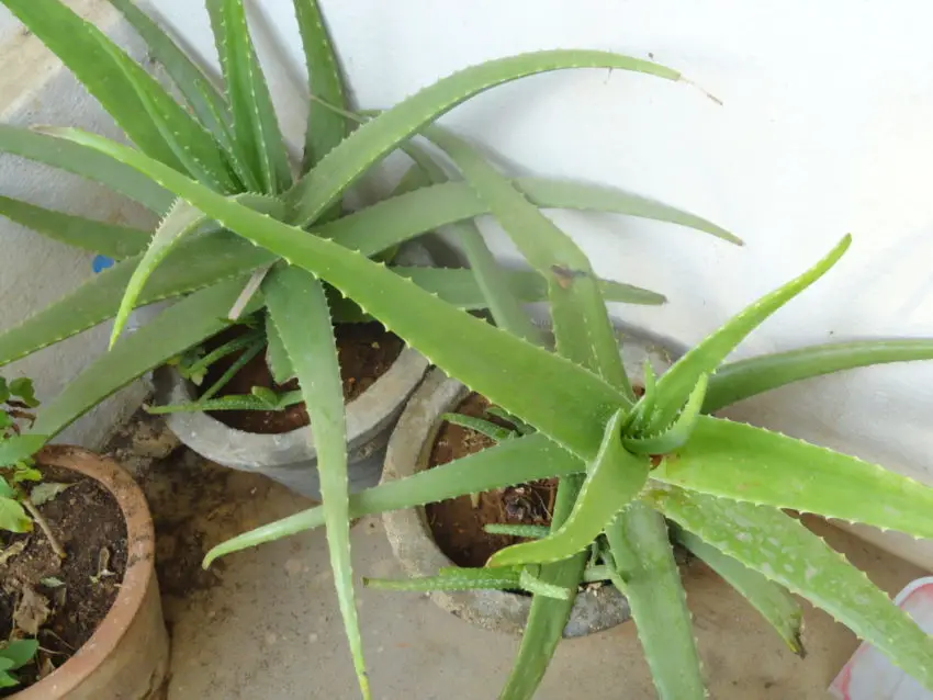 aloe at home 