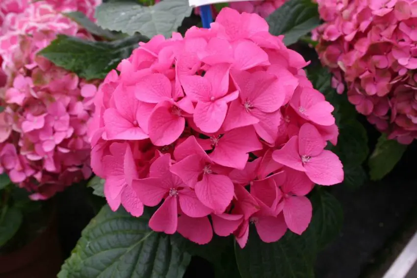 Hydrangea planting soil