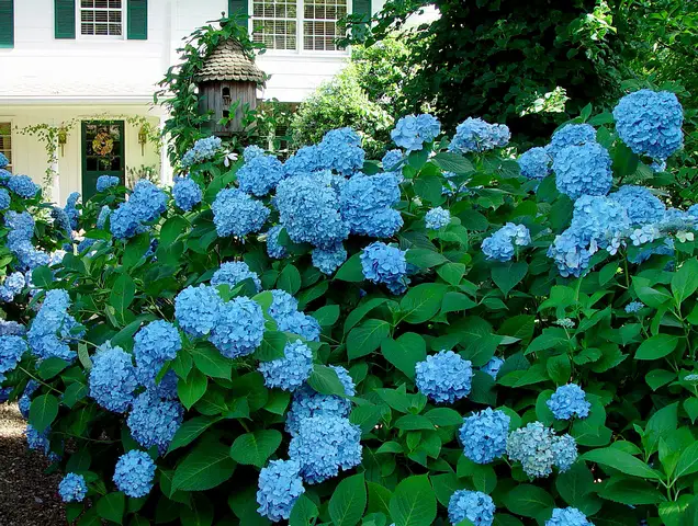 Hydrangea types and varieties 