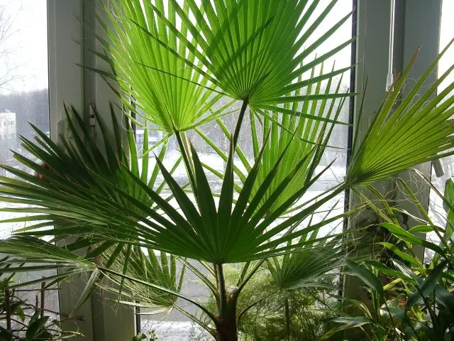 washingtonia care