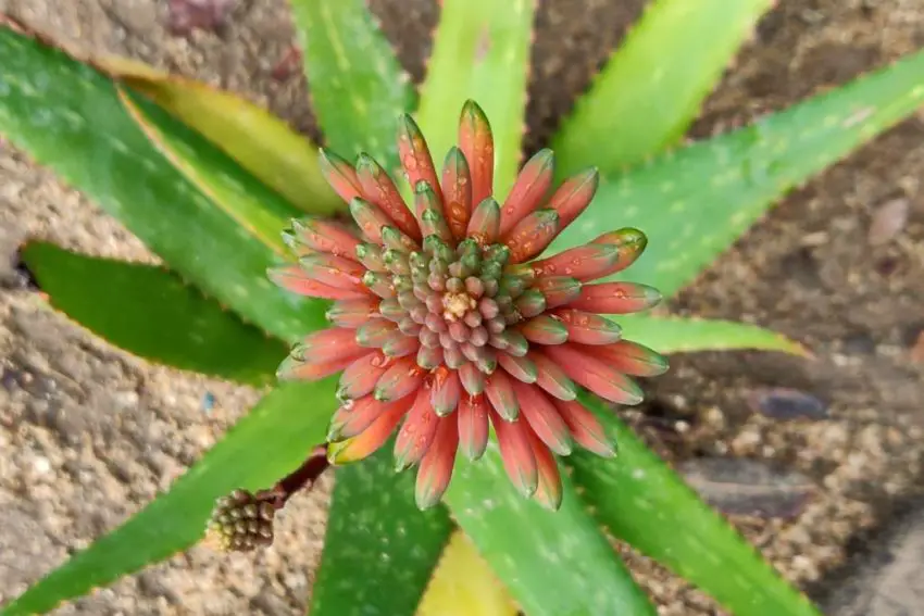 aloe bloom