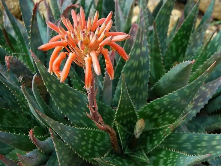 how aloe blooms