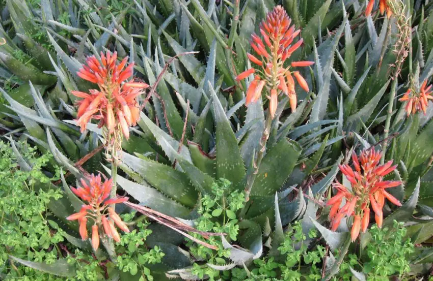 aloe at home 