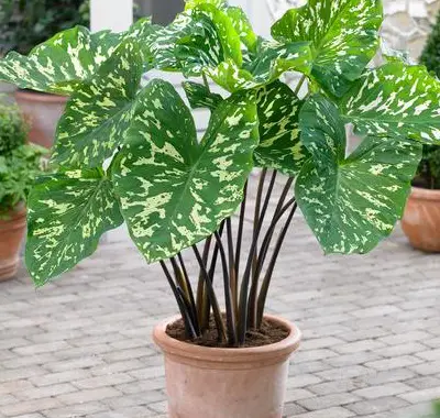 home care for alocasia