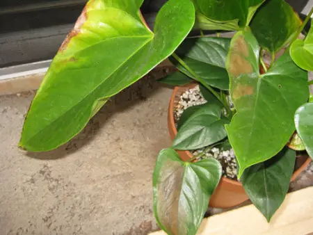 Anthurium diseases