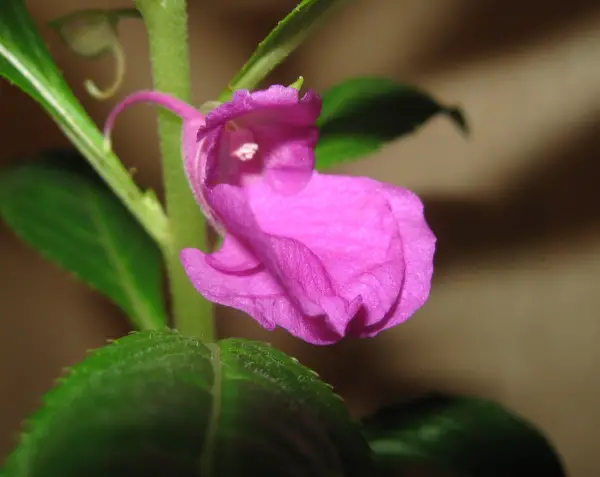 Why doesn't the houseplant balsam bloom?