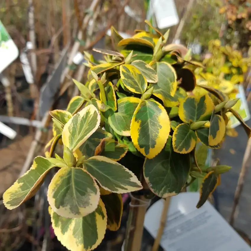 Planting and caring for birchweed fortschuna emmeralda gold