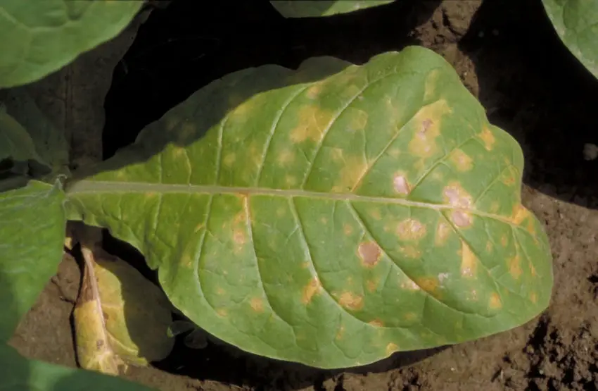 Anthurium disease