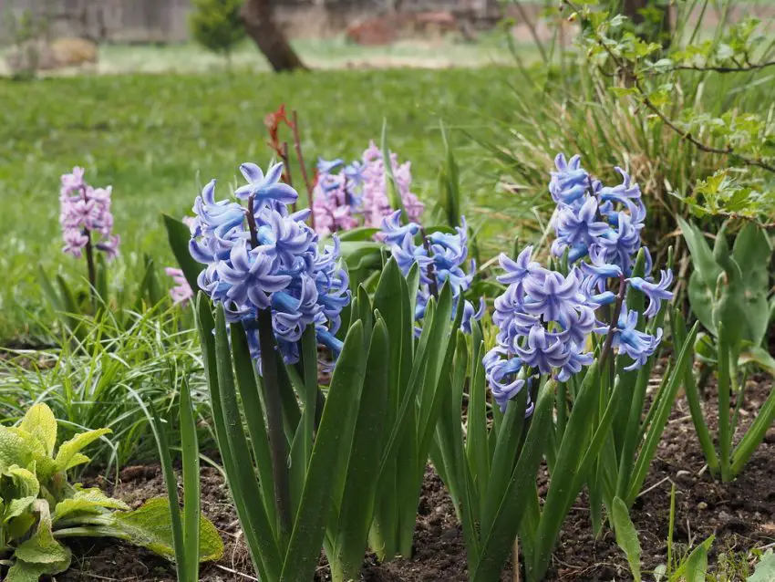 When to dig up hyacinths