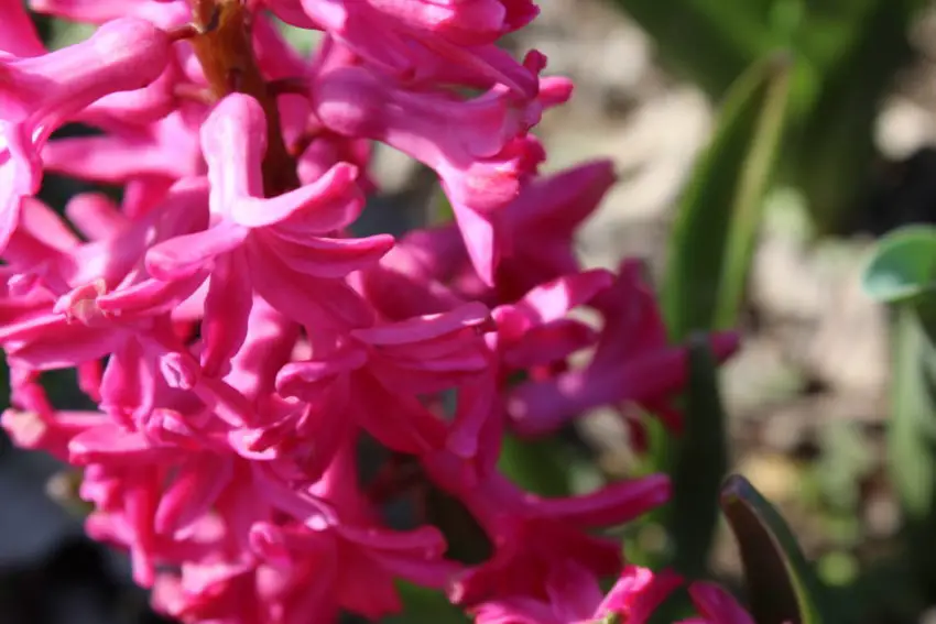 When to dig up hyacinths 