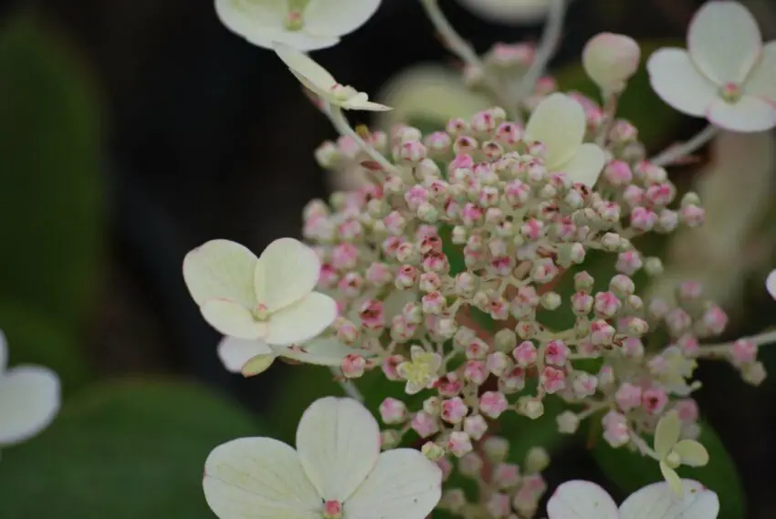 Hydrangea Earley Sensation