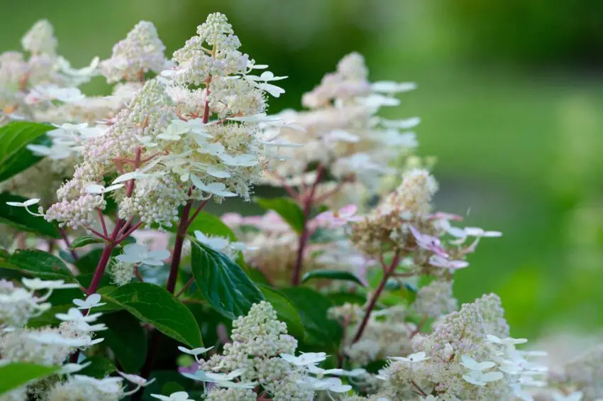 Hydrangea melodious early sensation