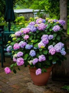 Rules for growing Hydrangea eternal summer