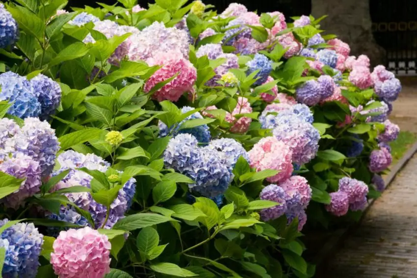 Hydrangea endless summer